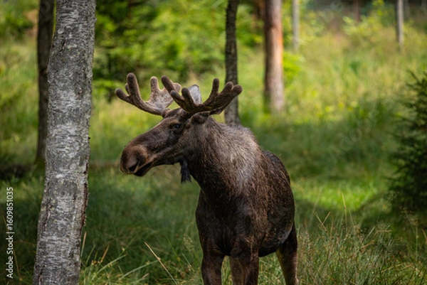Fototapeta moose in the woods