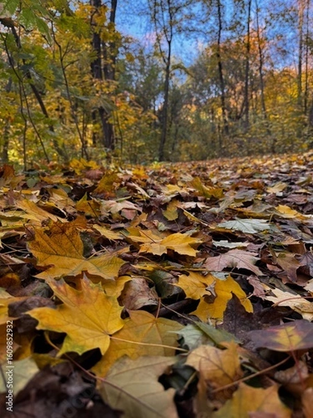Obraz autumn in the forest