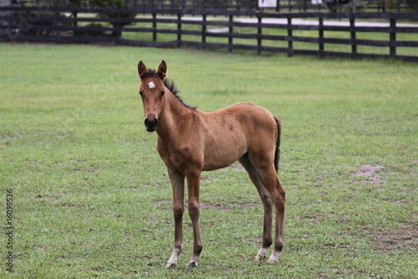 Obraz foal 2