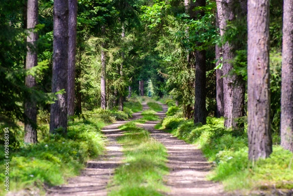 Obraz path in the forest