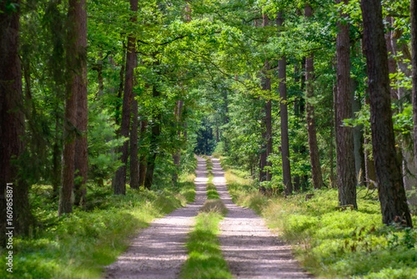Obraz path in the forest