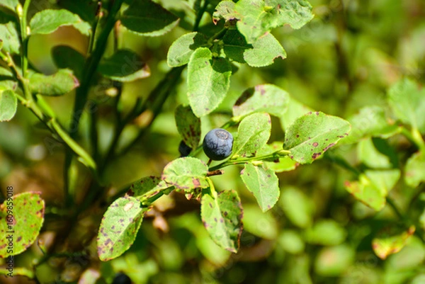 Obraz blueberries on a branch