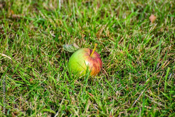 Obraz apple on the grass