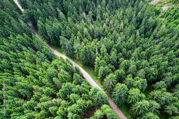 Obraz pine tree in the mountains