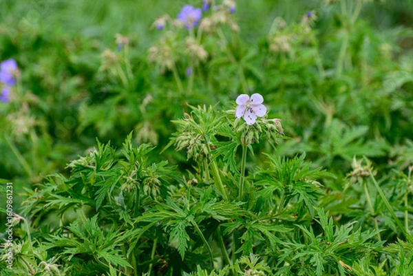 Obraz wild flowers in the grass