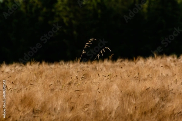 Obraz ears of wheat