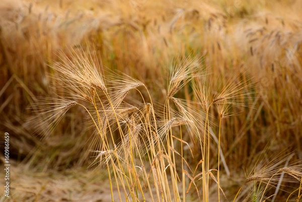 Obraz ears of wheat