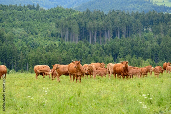 Obraz cows in the meadow