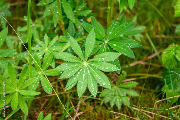 Obraz dew on the grass