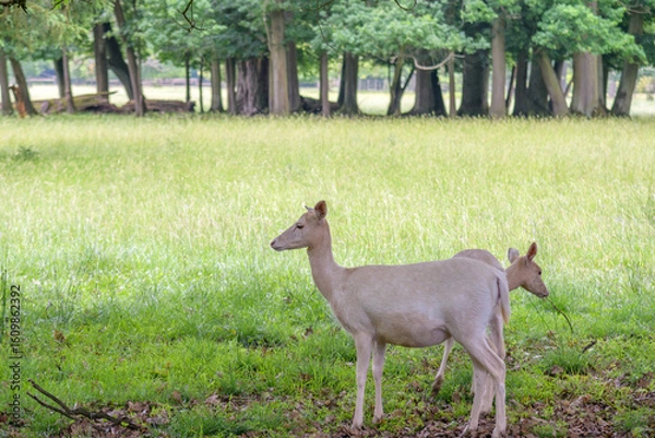 Obraz deer in the woods
