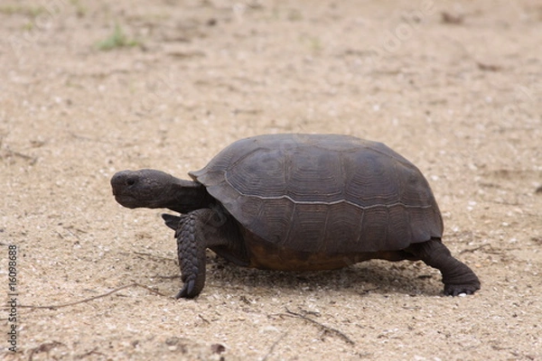 Fototapeta gopher tortoise