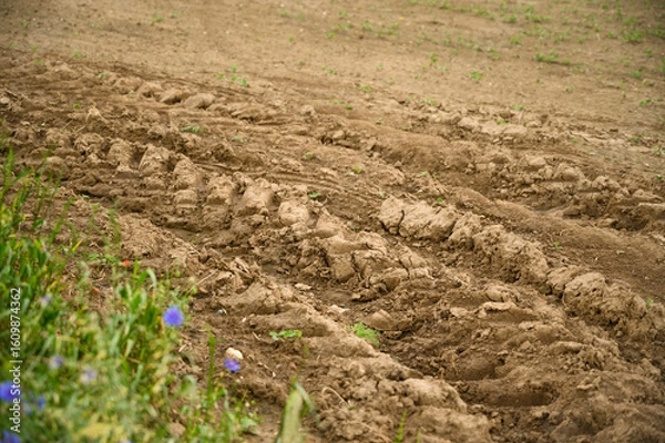 Fototapeta Detailed view of tractor tire marks on brown farm soil with natural green plants. Suitable for agriculture, environment, farming machinery, and land management projects.