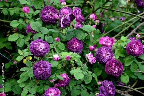 Obraz Strauch-Rosensorte 'Cardinal de Richelieu'