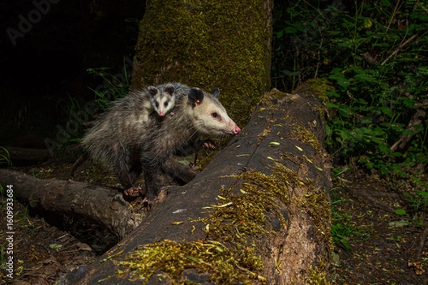 Fototapeta Virginia Opossum (Didelphis virginiana) carries her young joey  on her bac while foraging for food at night.