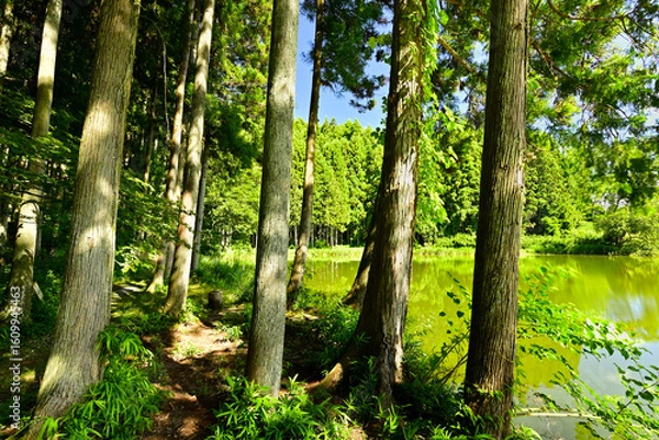 Fototapeta 新緑に包まれた高山の池　龍王ヶ渕