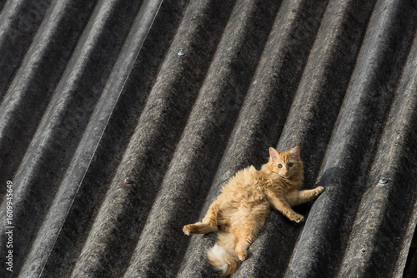 Obraz domestic yellow kitten playing on a corrugated tile roof in the afternoon sun

