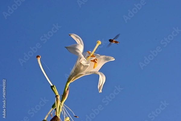 Obraz White Lily and a Bee