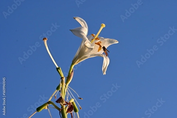Obraz White Lily and a bee