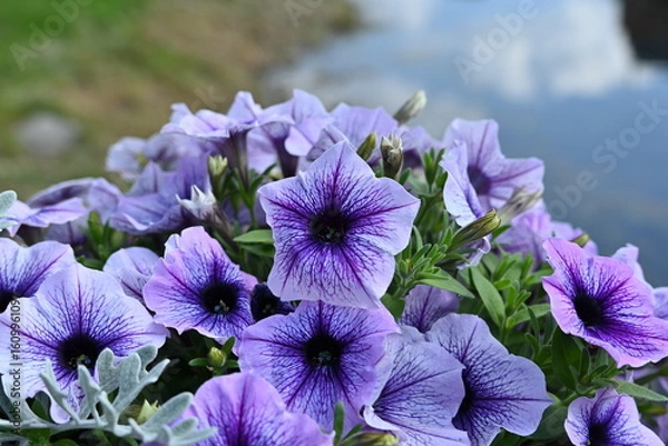 Obraz Purple Petunia