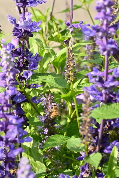 Obraz Bees on  a hyssop plant