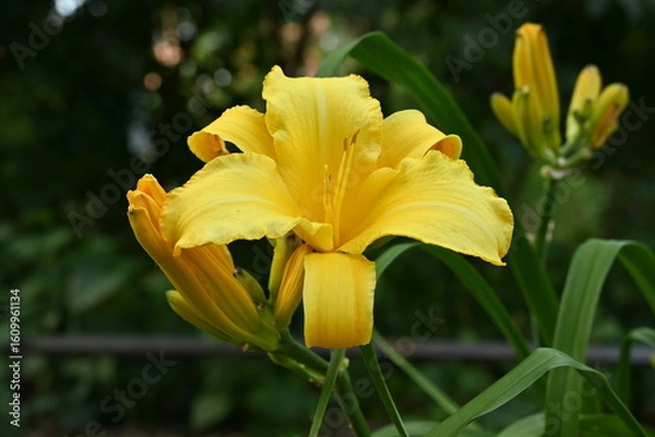 Obraz Yellow Day lily