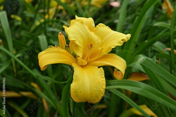 Obraz Yellow Day lily 