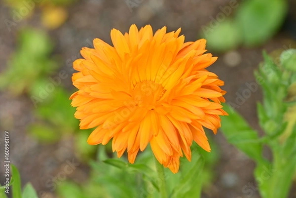 Obraz Orange Pot Marigold