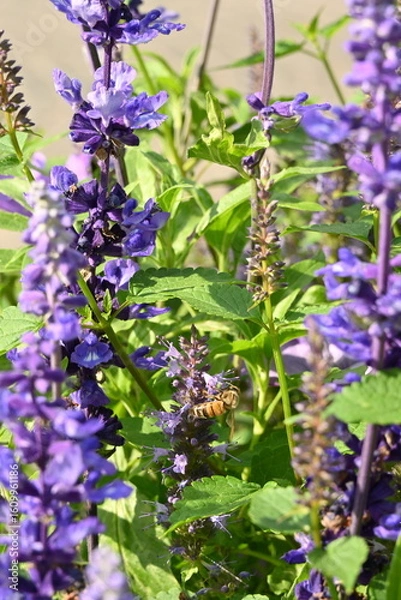 Obraz Bees on  a hyssop plant