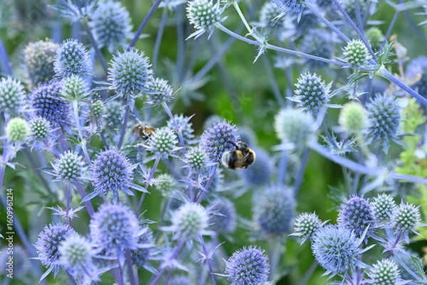 Obraz Buff-Tail on a Blue thistle