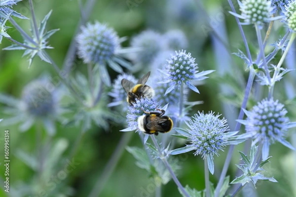 Obraz Buff-Tail on a Blue thistle