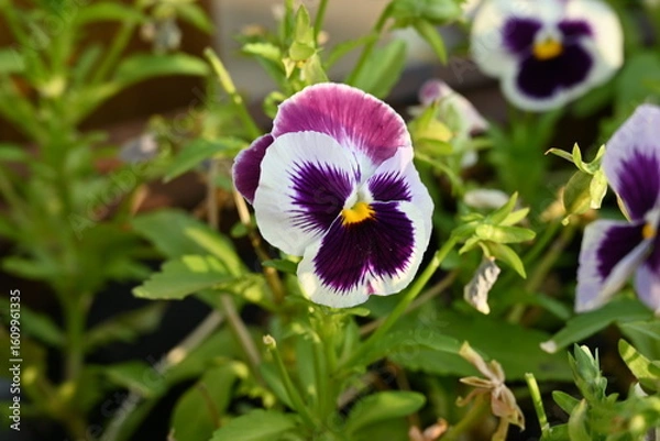 Obraz Purple Pansy
