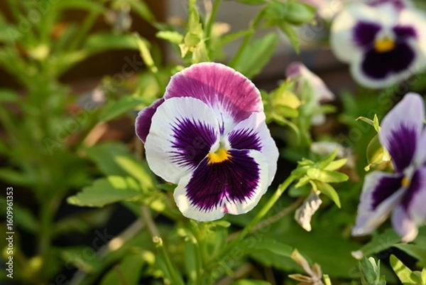 Obraz Purple Pansy flowers