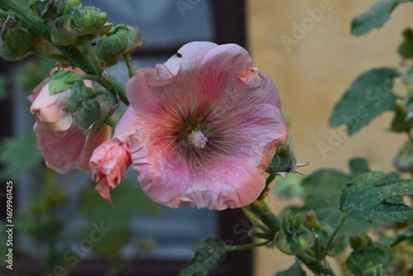 Obraz Pink Hollyhock