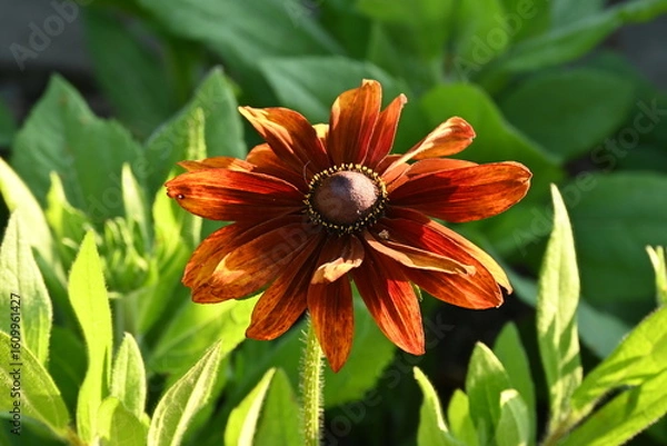 Obraz Orange Coneflower