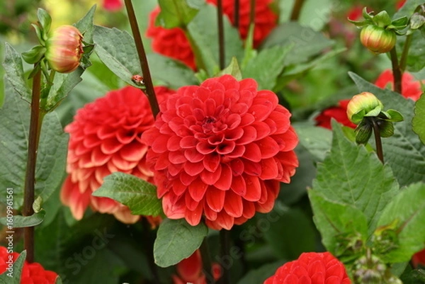 Obraz Red Garden Dahlia