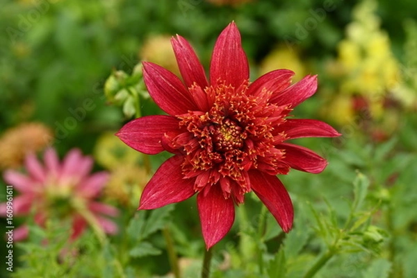 Obraz Anemone Flowered Dahlia