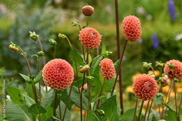 Obraz Red Orange Dahlia Bantling