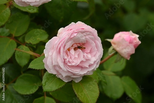 Obraz Bee on a pink rose