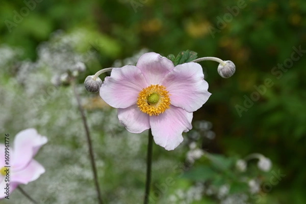 Obraz White/Pink anemone