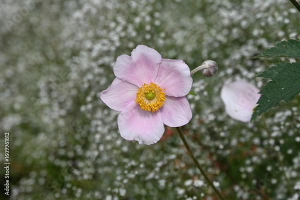 Obraz White/Pink anemone