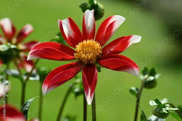 Obraz red white treasure flower