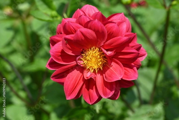 Obraz Red Dahlia Coccinea