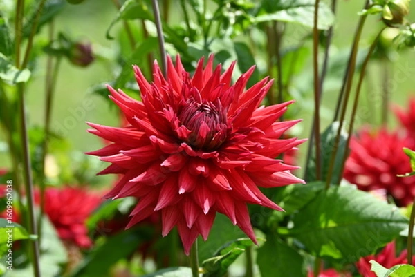 Obraz Red Dana Iris Dahlia