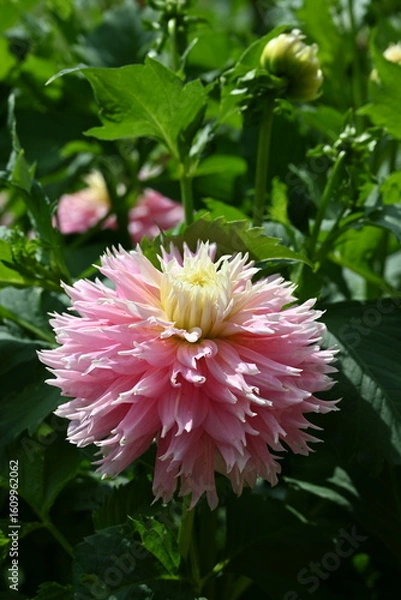 Obraz Pink Mingus Dahlia