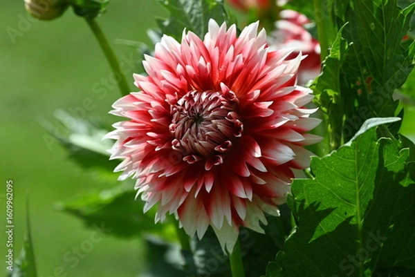 Obraz Red White Duet Dahlia 