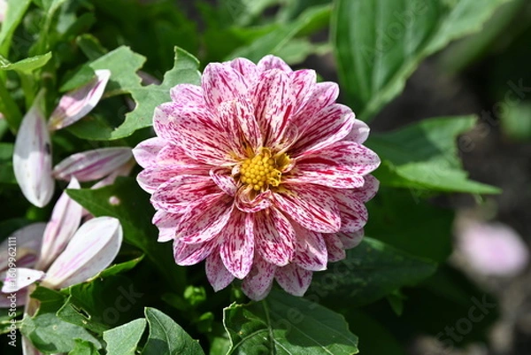 Obraz Red White Speckled Daisy