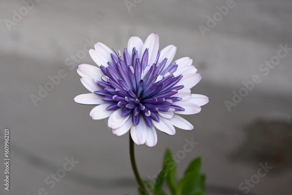 Obraz White purple african daisy