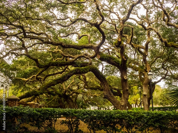 Fototapeta A big tree