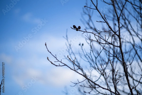 Fototapeta crow on the tree