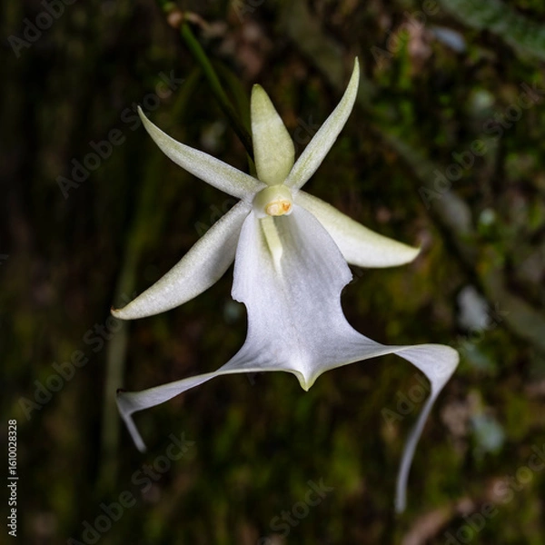 Obraz ghost orchid florida